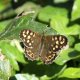 Speckled Wood.jpg