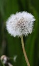 Dandelion Clock.jpg
