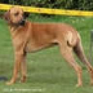 ridgeback05