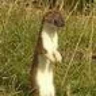 oldstoat