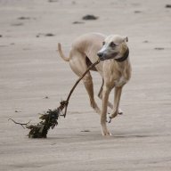 johnthewhippet