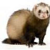 ferrett