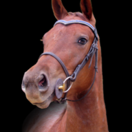 HobbiestEquinePhotography