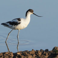 THE AVOCET