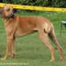 ridgeback05