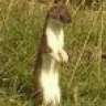 oldstoat