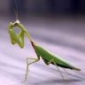 Mantis