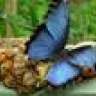 ButterflyAli