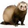 ferrett