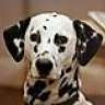 spottydog