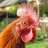 AtomicRooster