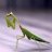 Mantis
