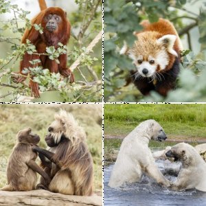 Yorkshire Wildlife Park