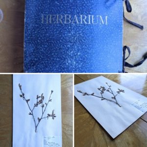 Herbovarium