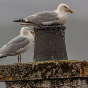 Herring Gulls.jpg