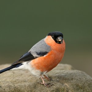 Bullfinch (male)