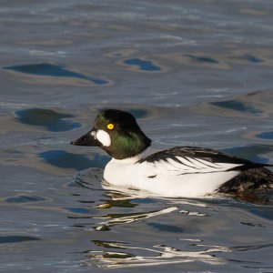Goldeneye (male)
