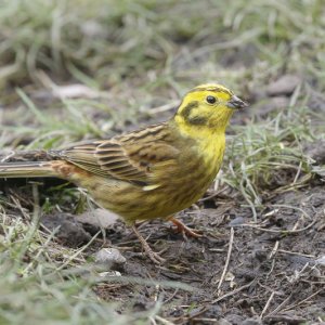 Yellowhammer (male)