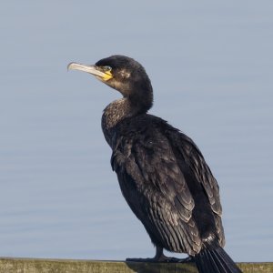 Cormorant