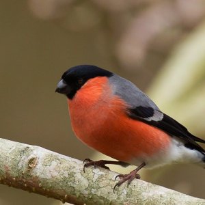 bullfinch.jpg