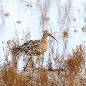 Curlew