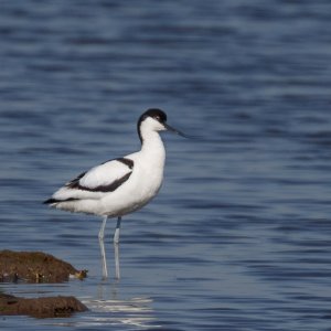Avocet