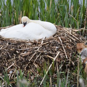 Rough night for the Fox