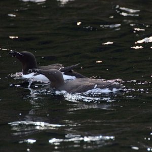 Razorbill guillemot.jpg