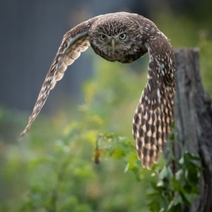 Little Owl incoming.jpg