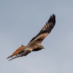 Red Kite