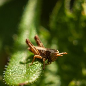 grasshopper-nymph-pixelsontherocks.jpg