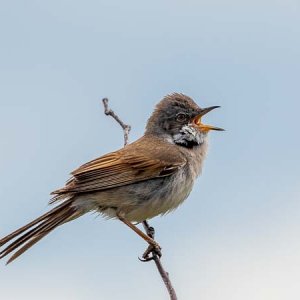 Common Whitethroat