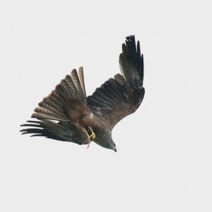 Hawk Conservancy 190625 23.jpg