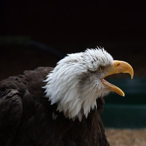 Hawk Conservancy 190625 25.jpg