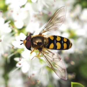 Hoverfly