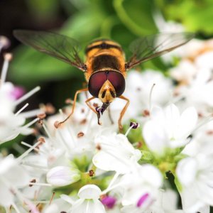 Hoverfly