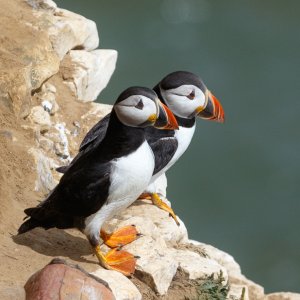 Puffins