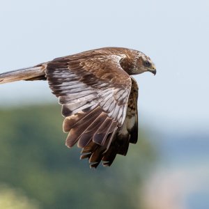 Marsh Harrier