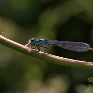 Blue tailed damselfly.jpg