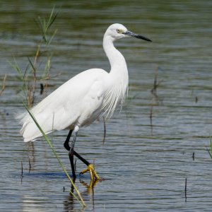 Little Egret