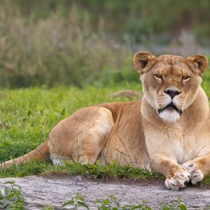 Lioness