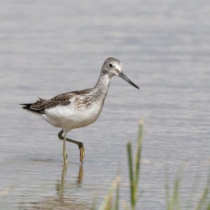 Greenshank