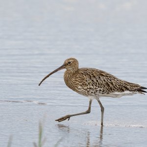 Curlew
