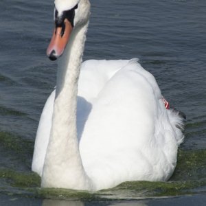 Swan.jpg