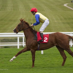 Starters Orders - Restless Rose