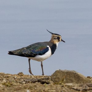 Lapwing