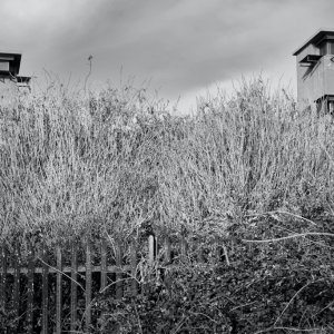 Through the long grass