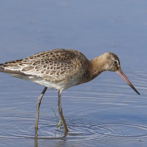Black-tailed Godwit
