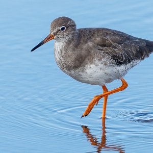 Redshank