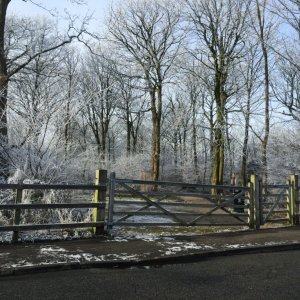 Frosty Woods